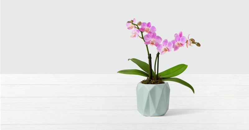 Mini Orchidee Pflegetipps