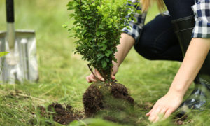 Baum pflanzen im eigenen Garten - Tipps für die Wahl der passenden Baumart