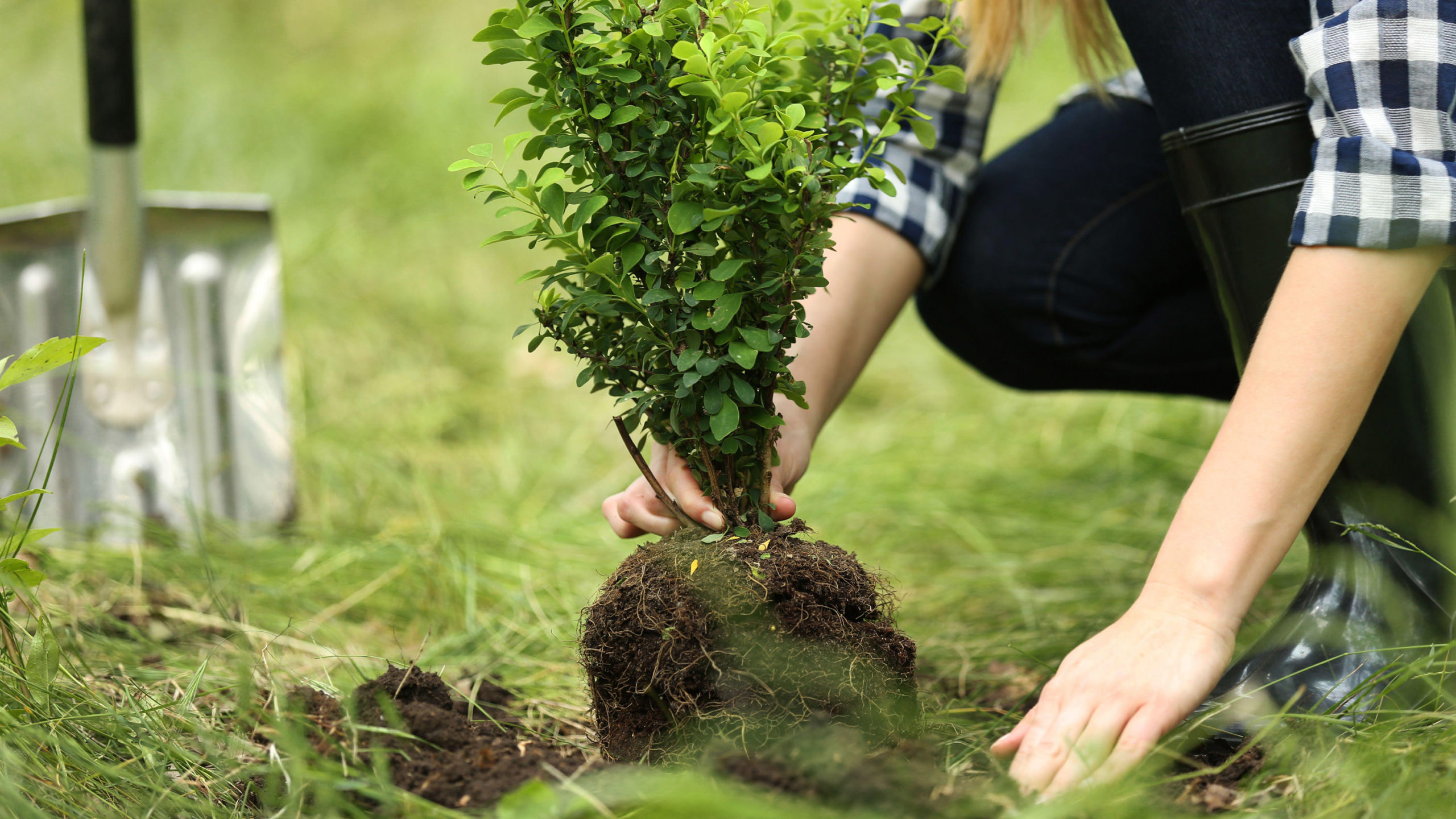 Baum pflanzen im eigenen Garten - Tipps für die Wahl der passenden Baumart
