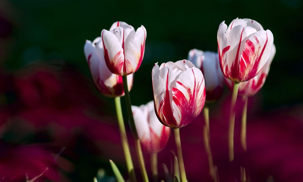 Blumenzwiebeln pflanzen - Tipps