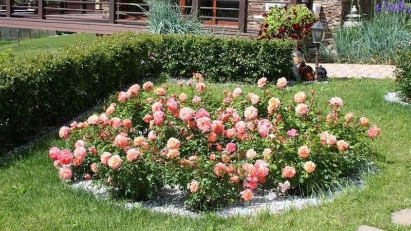Blumenbeet anlegen Rosen