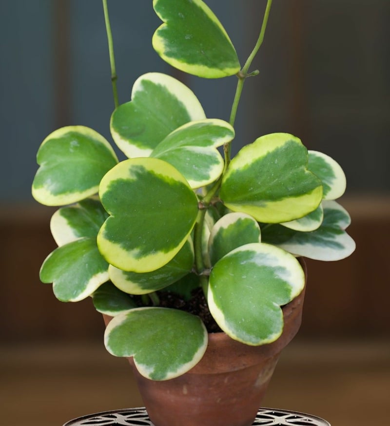 attraktive Zimmerpflanzen Hoya