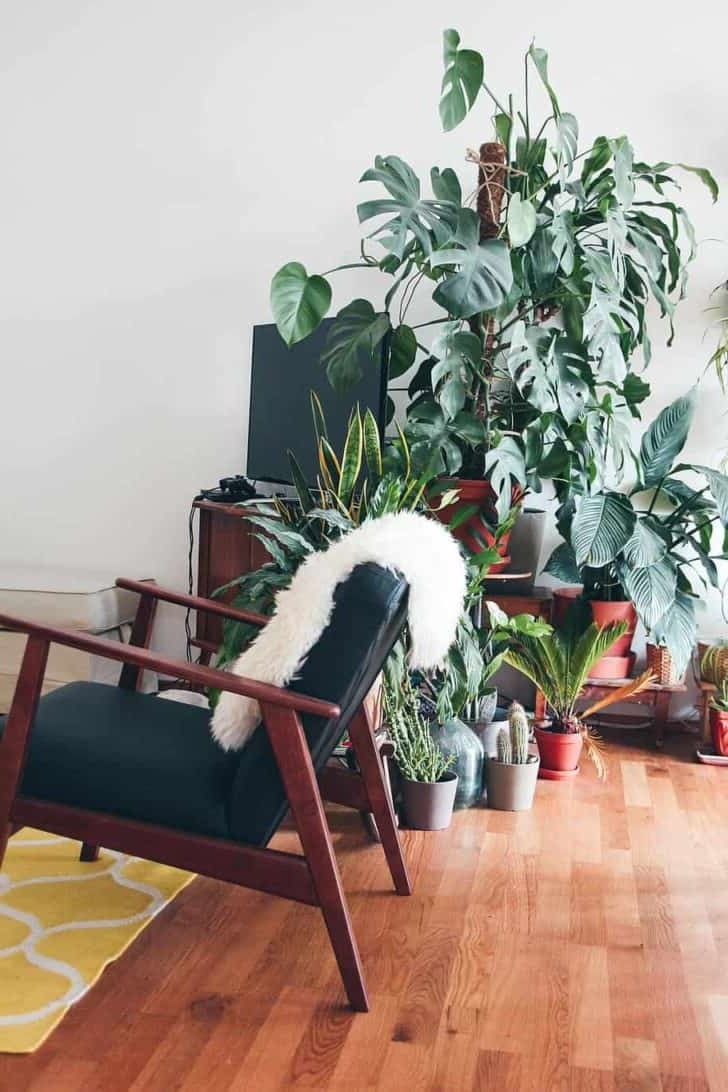 Mit pflanzen dekorieren: So inszenieren Sie Zimmerpflanzen auf moderne Art!