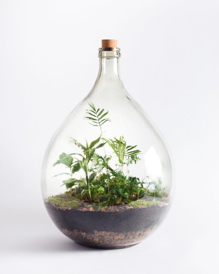 Flaschengarten anlegen So verewigen Ihren Garten im Glas! ZENIDEEN