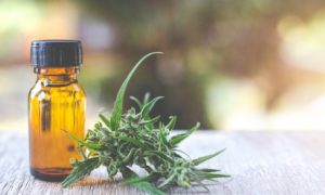 Alles, was Sie über CBD-Blüten wissen müssen: Anwendungen, Sorten und Vorteile