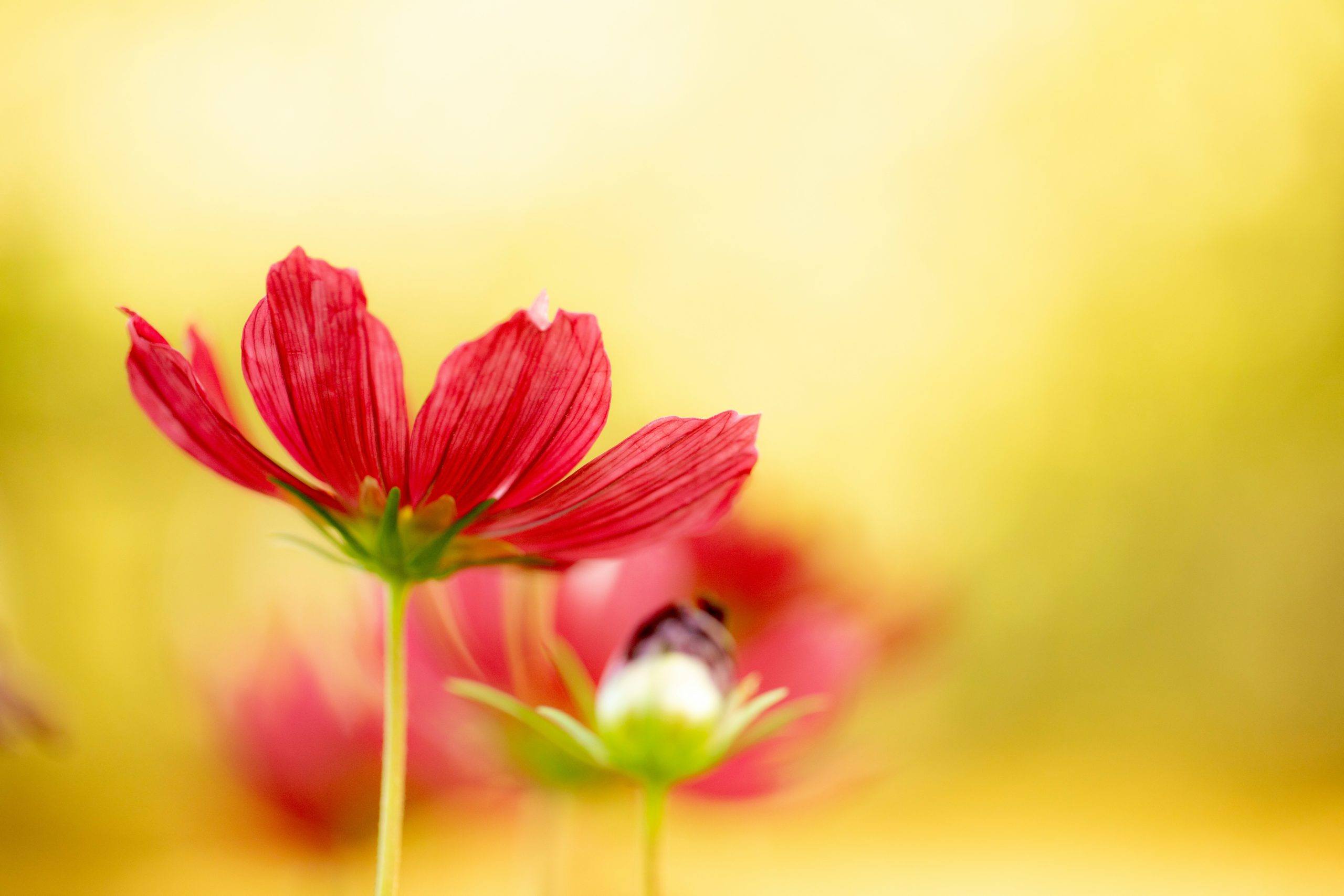 sommerblumen cosmea