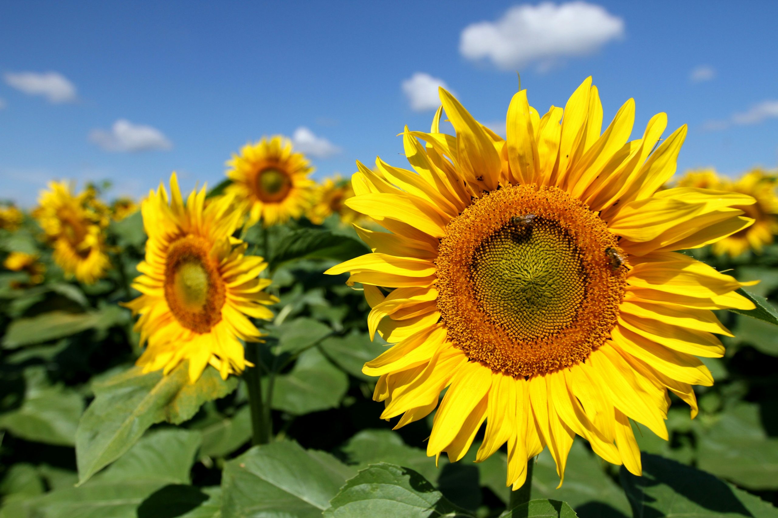 Sonnenblumen - Die Klassiker unter den Sommerblumen