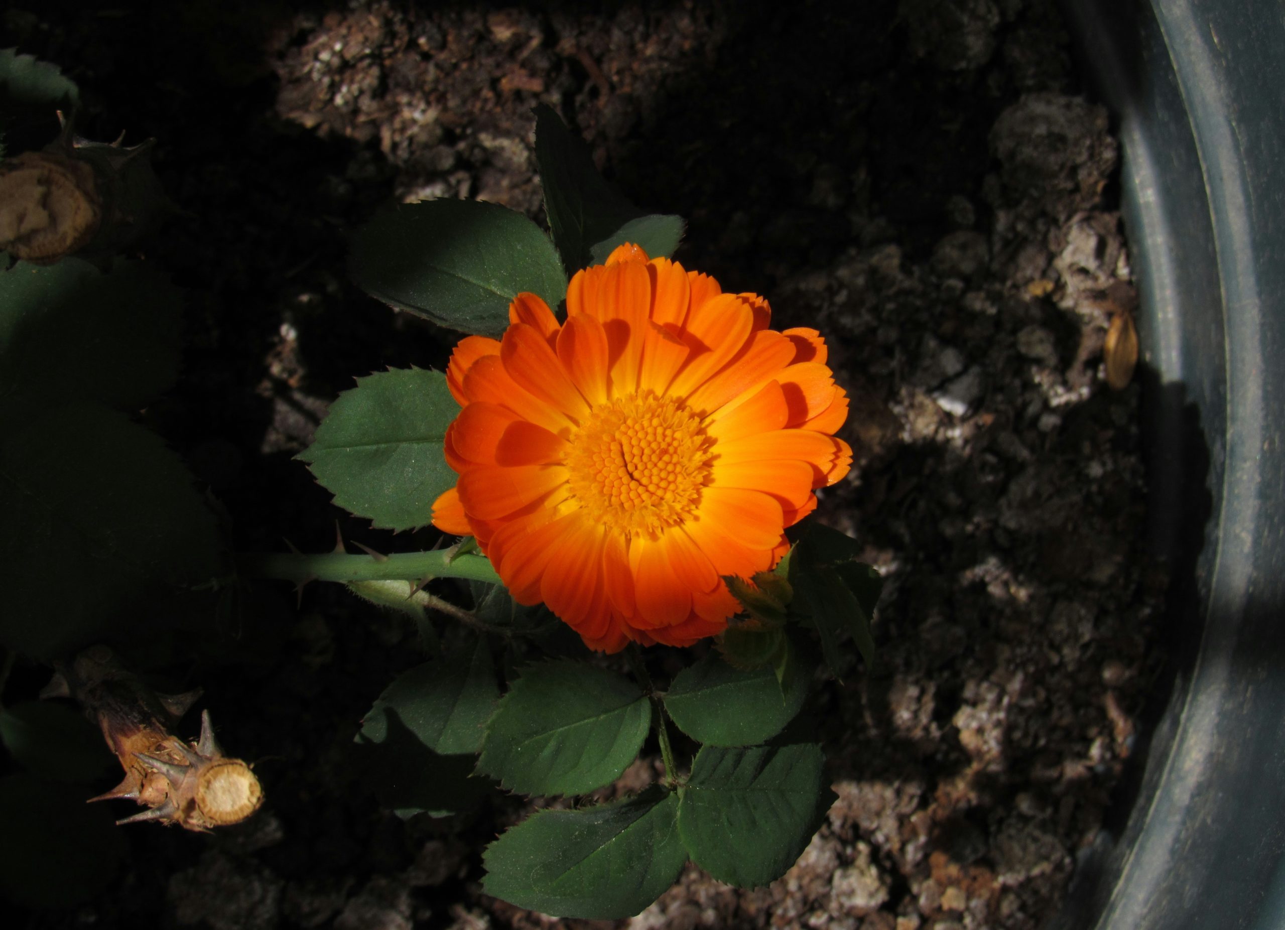 ringelblume sommerblumen garten