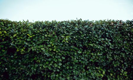Hecken - natürlicher Zaun mit vielen Vorteilen