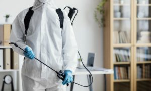 Ungebetene Gäste zu Hause? Die besten Tipps gegen Schädlinge im Haushalt