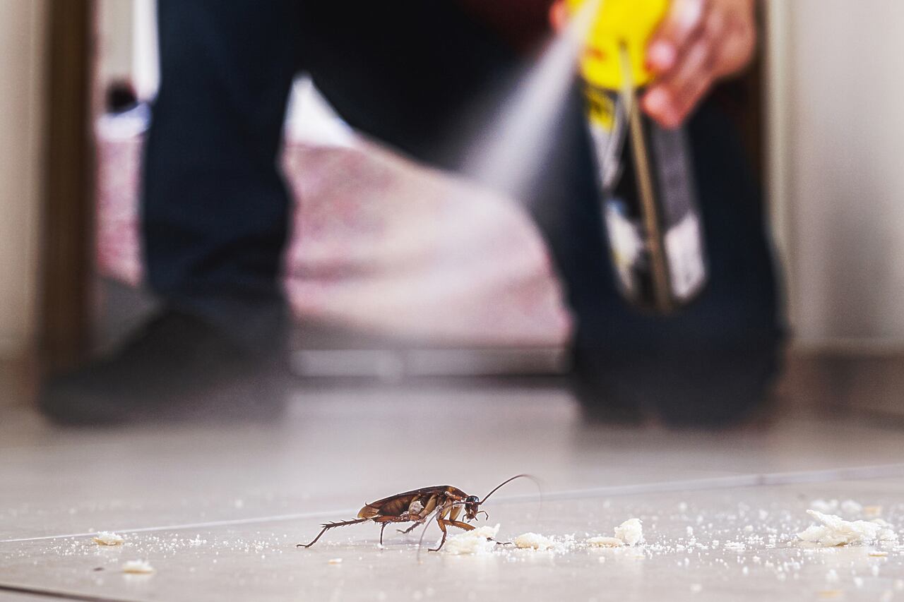 Chemische Mittel gegen Schädlinge