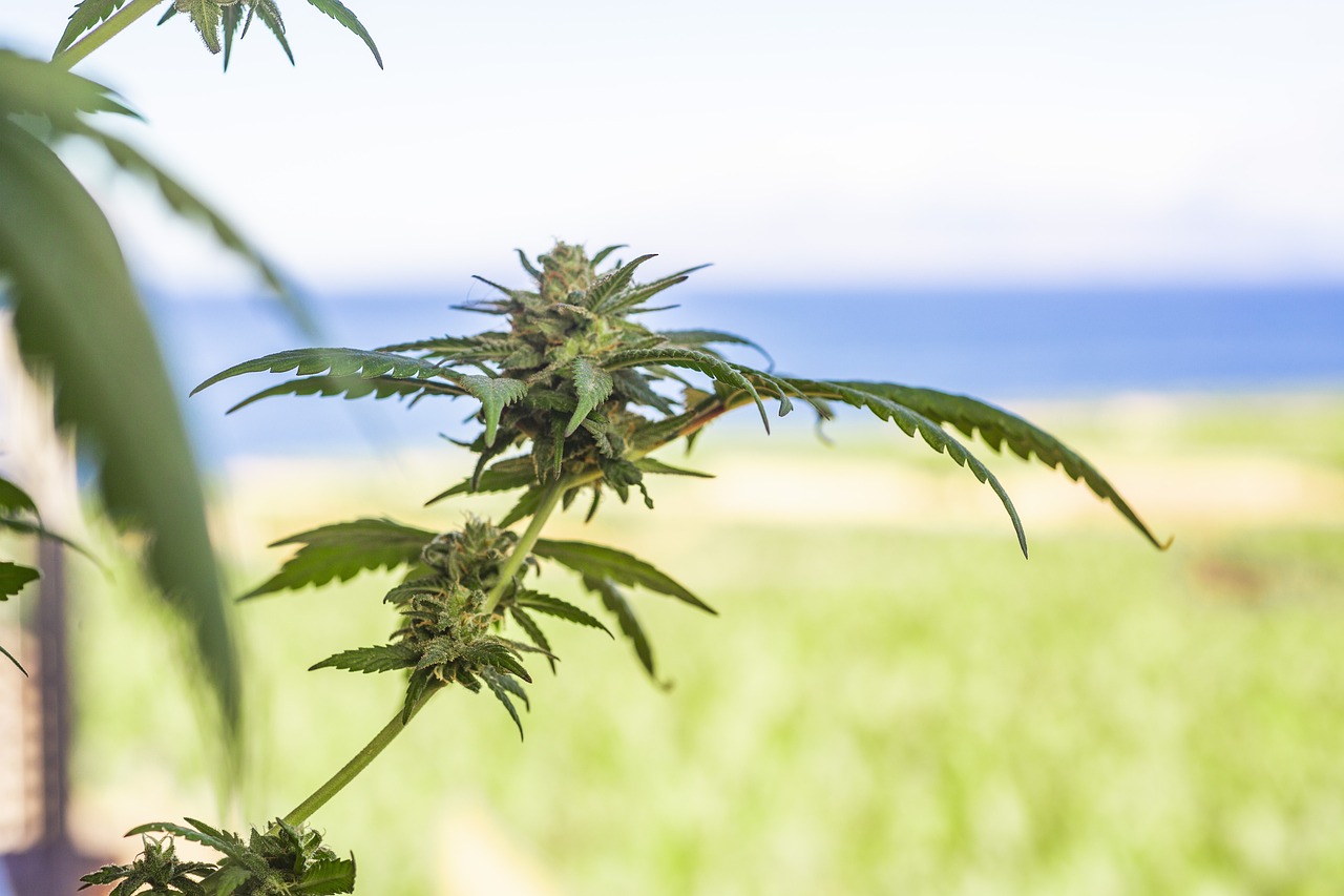 Hybrid Samen CBD Hybrid Samen CBD