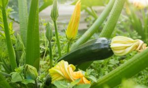 Was im Labor beginnt, zeigt sich im Garten – das Prinzip Hybrid