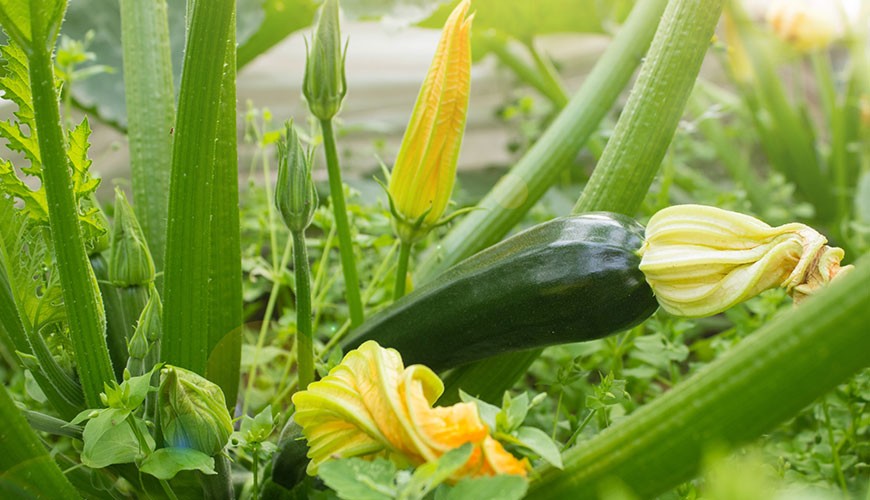 Was im Labor beginnt, zeigt sich im Garten – das Prinzip Hybrid