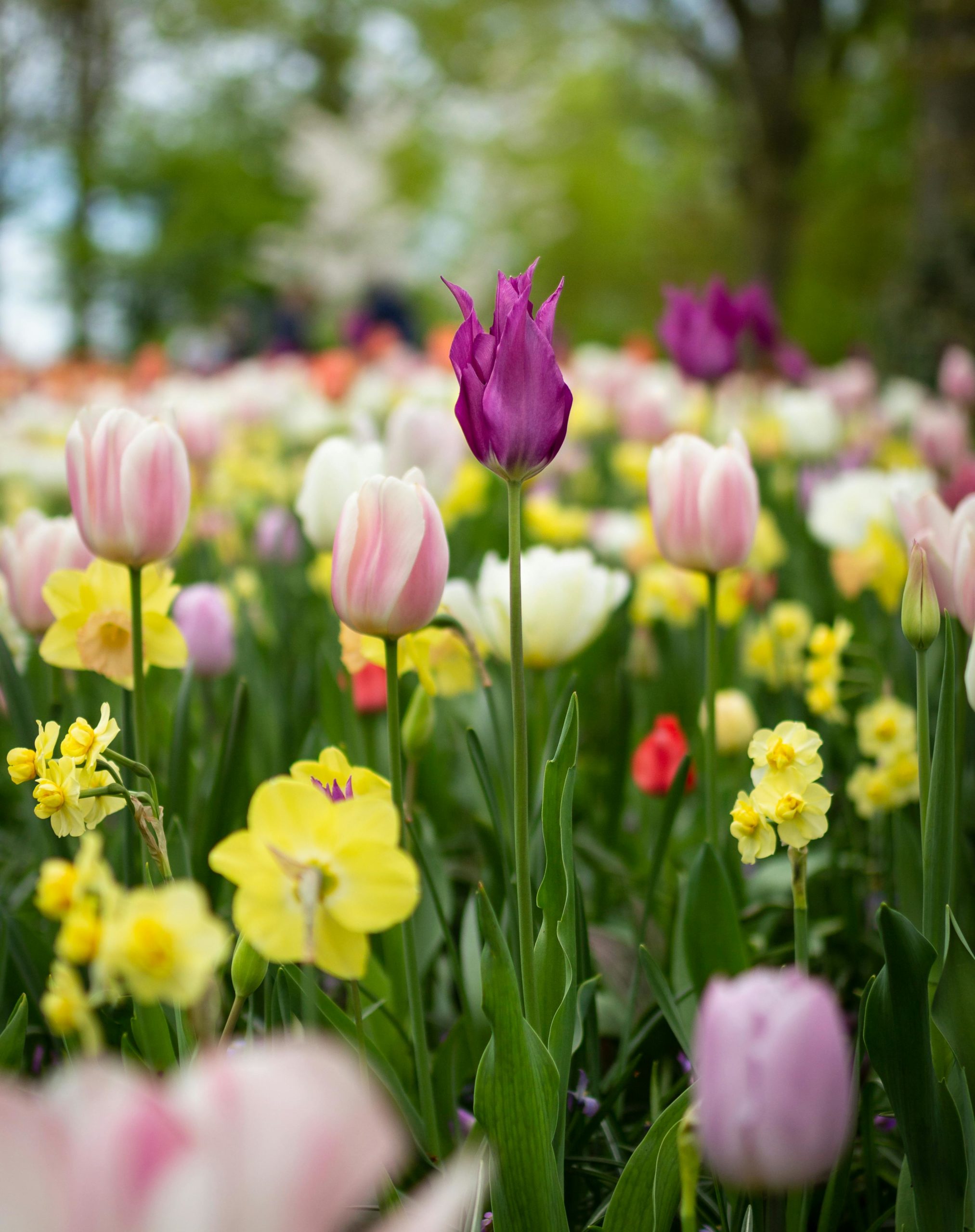blühenden Garten gestalten