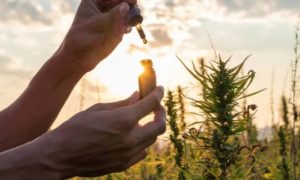 CBD verstehen: Qualität, Herstellung und Wirkung im Überblick