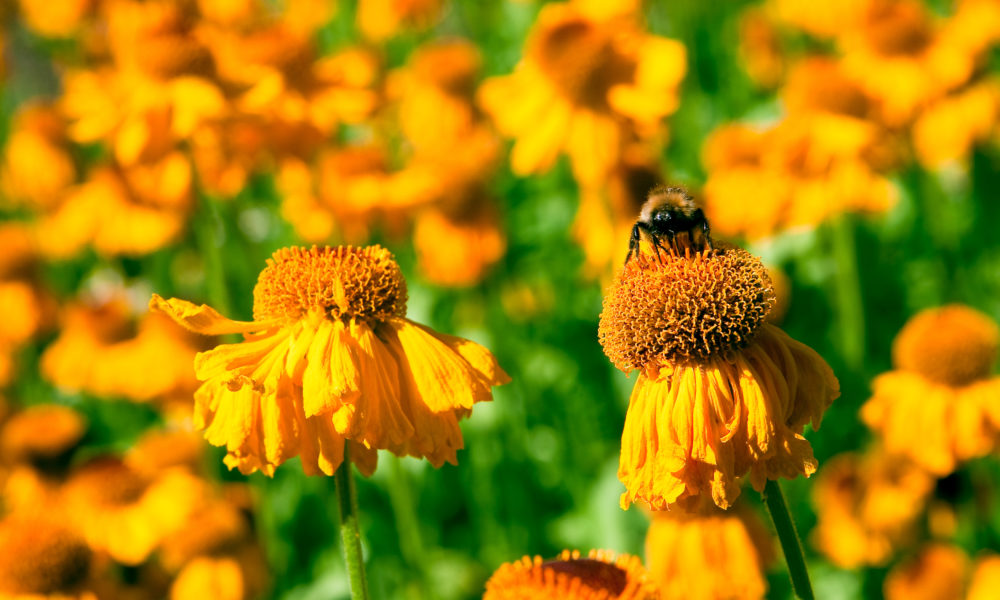 So wird dein Garten zum Paradies für Wildbienen und Insekten