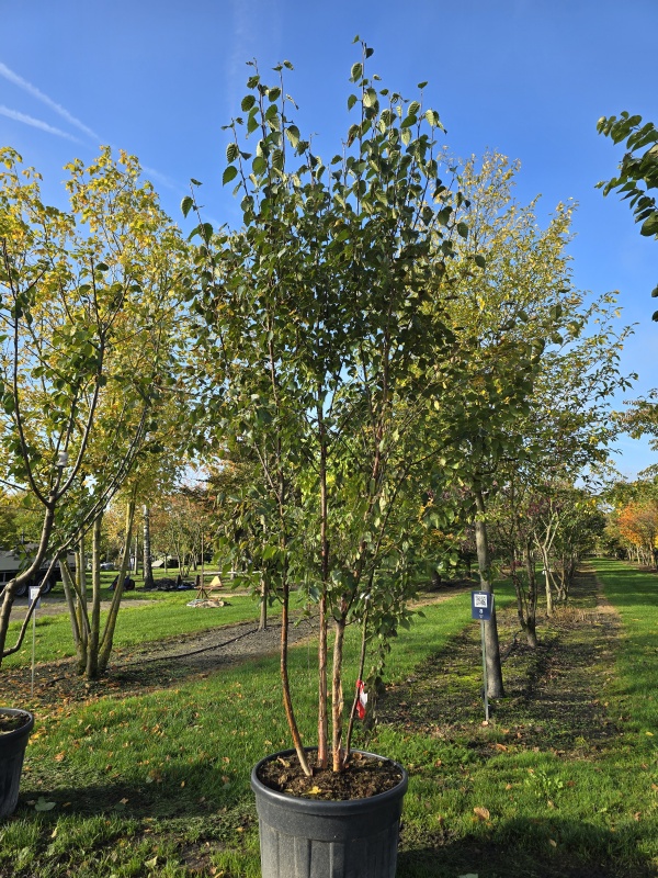 Den idealen Standort für Birke finden