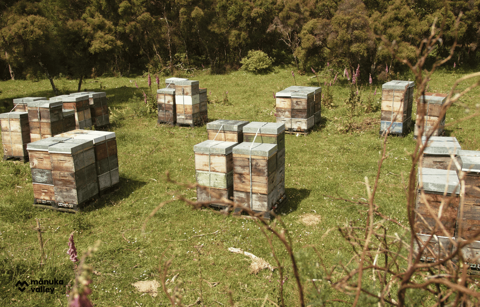 natürlich Honig herstellen
