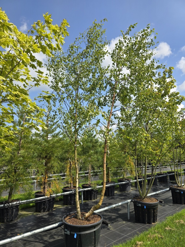 Gestaltungsideen: Birke im Gemüse- und Familiengarten