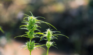 Cannabis Anbauen: Was steckt hinter diesem Trend in Deutschland?