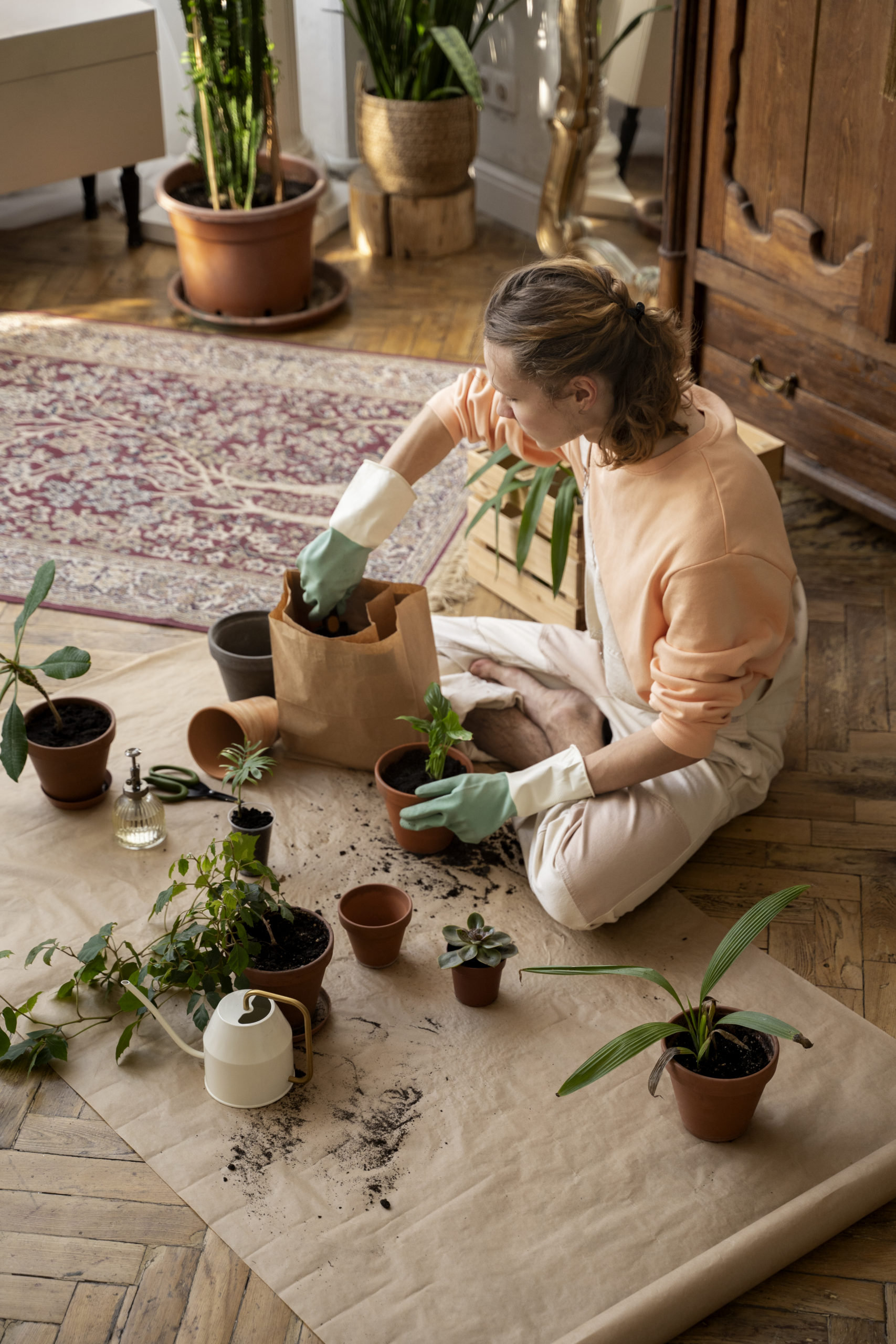 Cannabis als Zimmerpflanze anbauen Cannabis als Zimmerpflanze anbauen