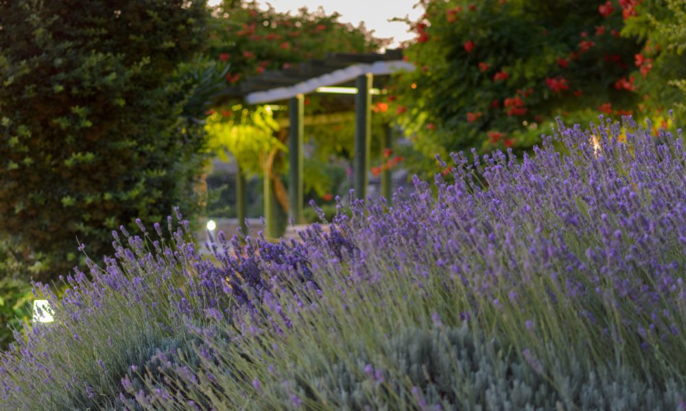 Mediterraner Garten gestalten