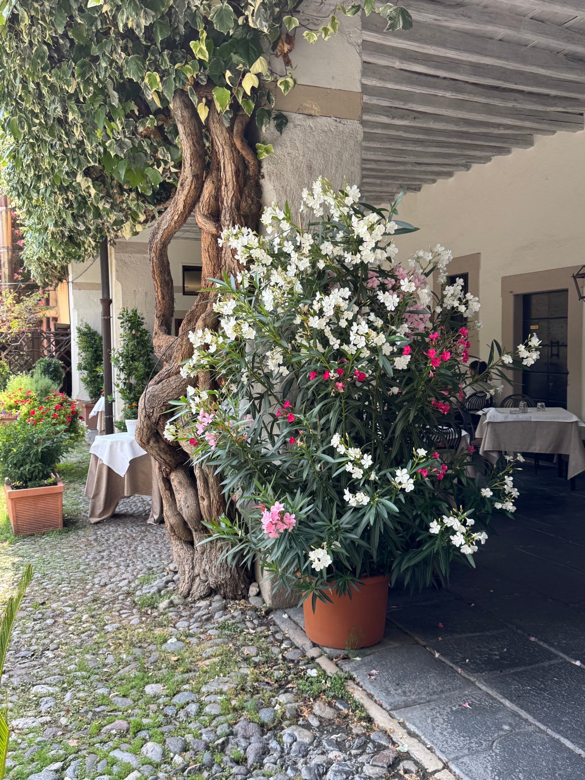 Mediterraner Garten gestalten 