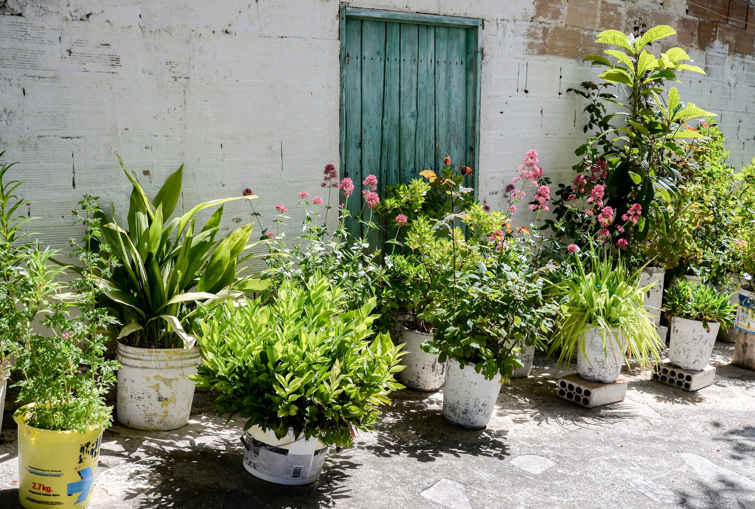 Mediterraner Garten welche Pflanzen