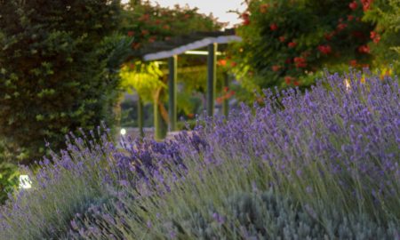 Mediterraner Garten gestalten