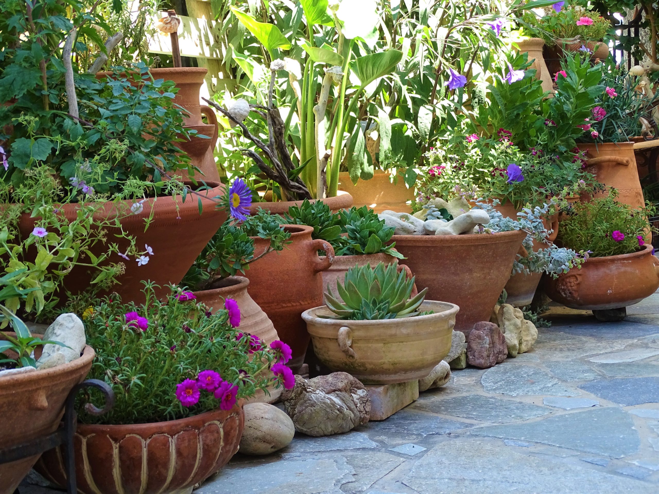Mediterraner Garten Pflanzen