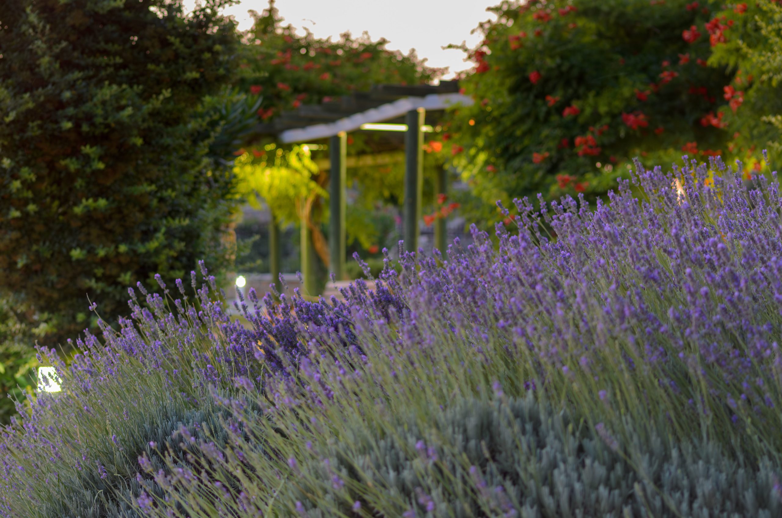 Mediterraner Garten gestalten