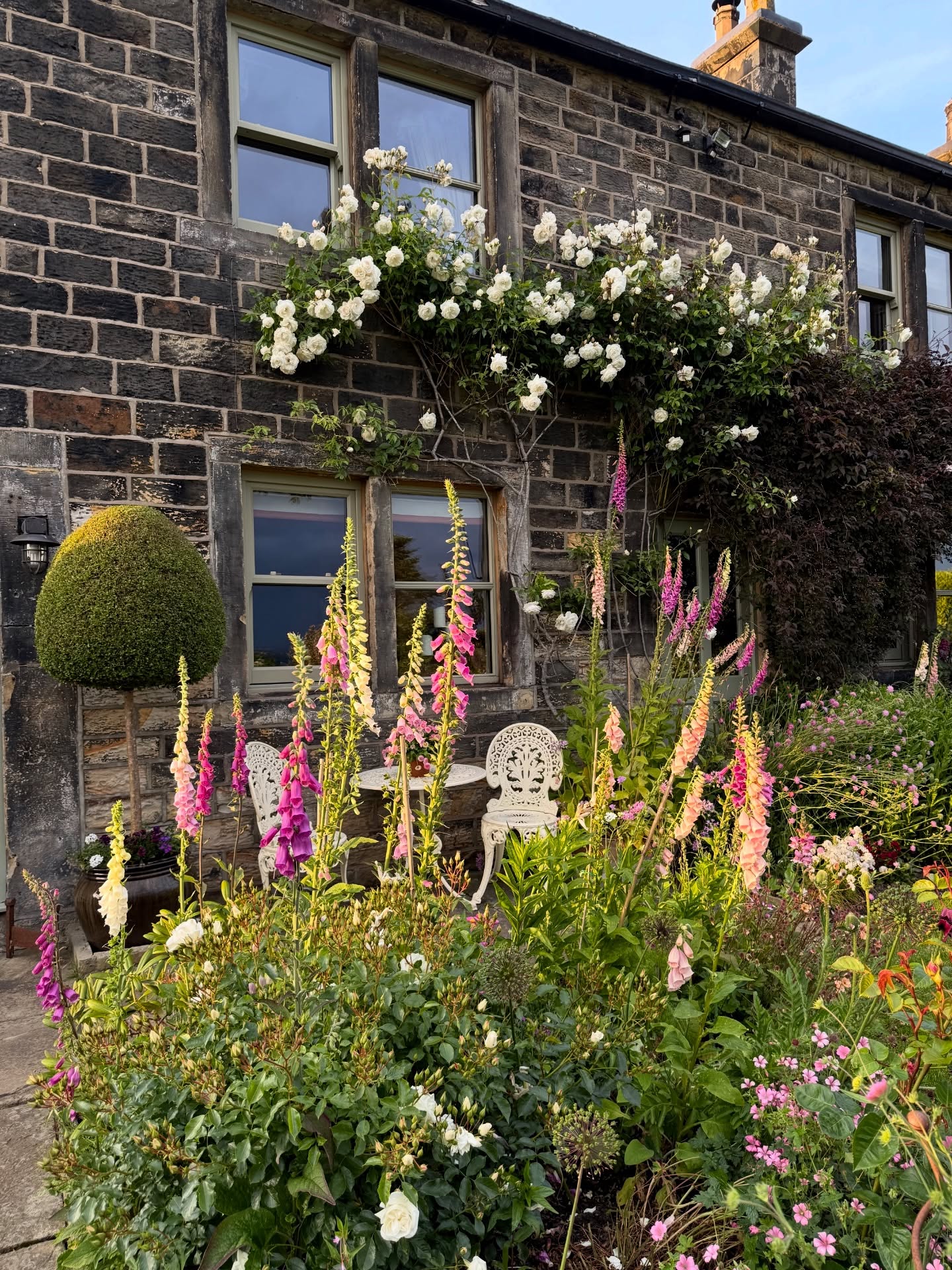 cottage garten rosen cottage garten rosen
